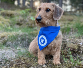 Koiran huivi Koirakävely