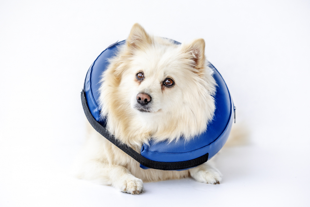 Puhallettava koiran kauluri